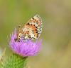 Melitaea didyma